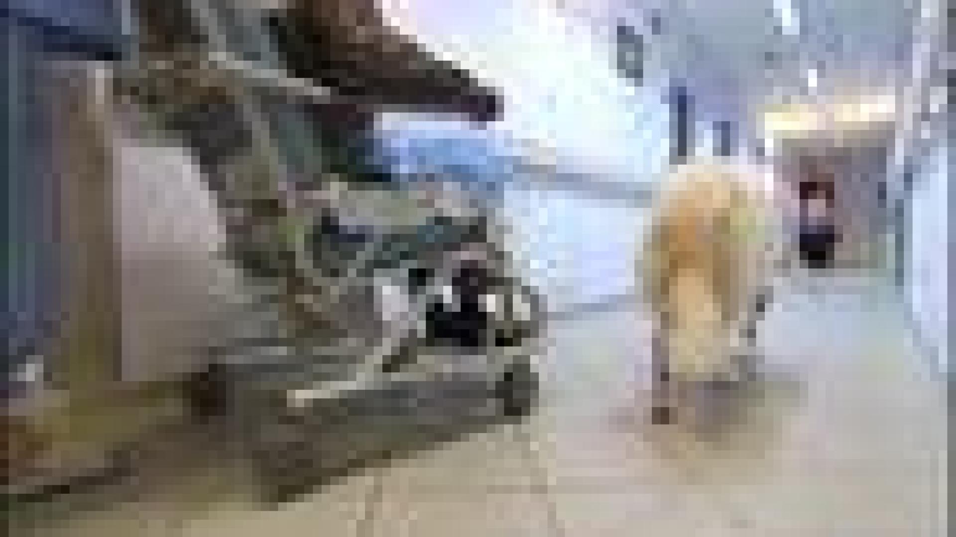 Waremme : deux chiens à l'hôpital 